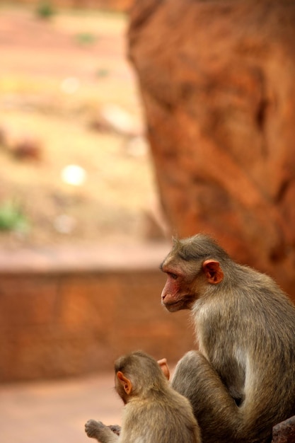 Macaco Bonnet com macacos bebê em Badami Fort