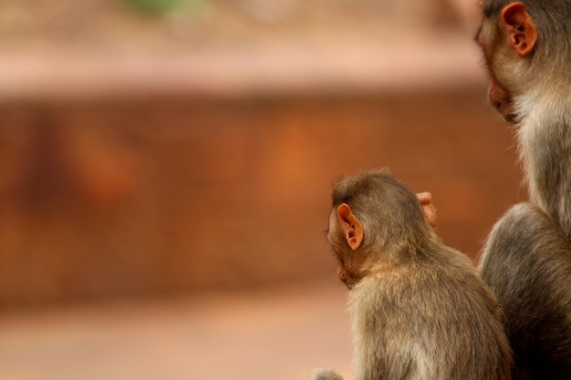 Macaco Bonnet com macacos bebê em Badami Fort