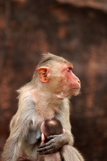 Macaco Bonnet com macacos bebê em Badami Fort