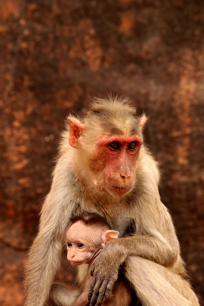 Macaco Bonnet com macacos bebê em Badami Fort