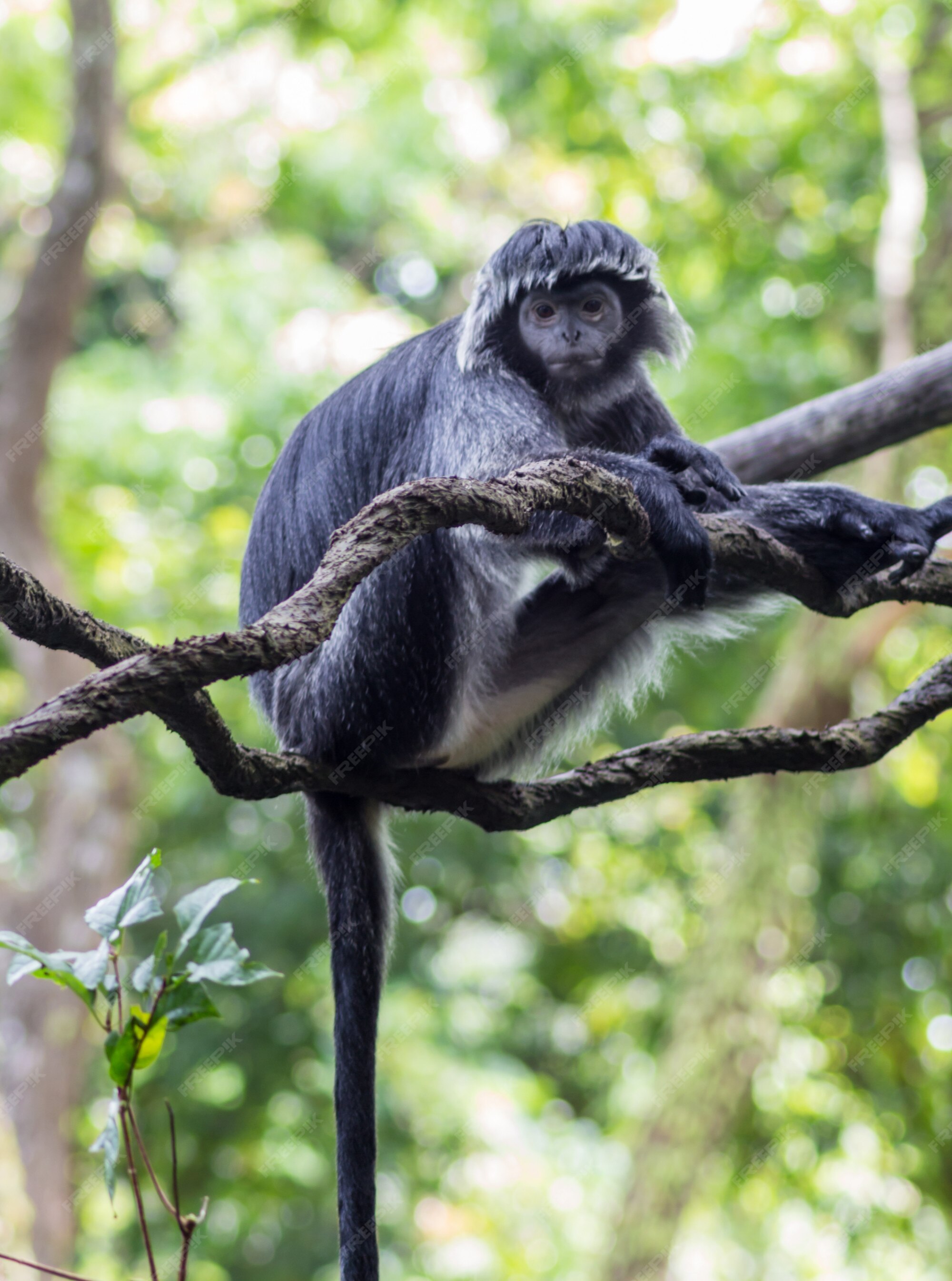 Foto Um macaco branco e preto sentado em um galho de árvore – Imagem de  Árvore no Unsplash