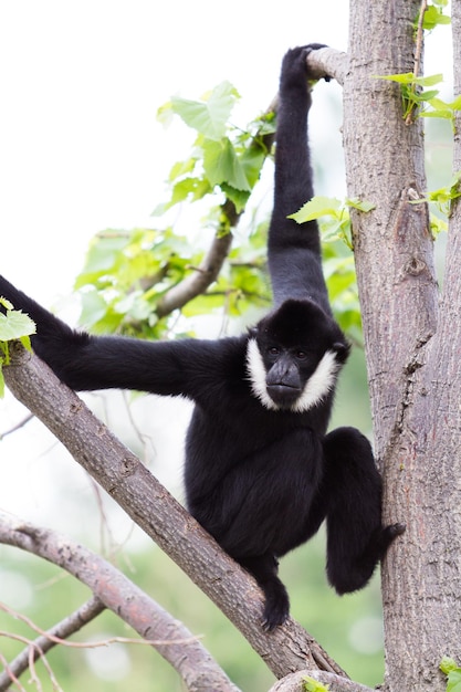 Macaco brincando no topo da árvore.