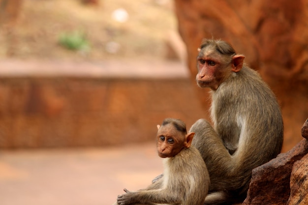 Macaco capot con monos bebé en el fuerte de Badami