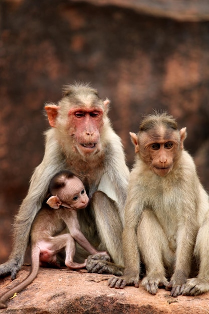 Macaco capot con monos bebé en el fuerte de Badami