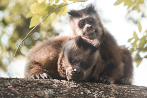 Macaco capuchinho listrado castanho da selva amazônica do Brasil