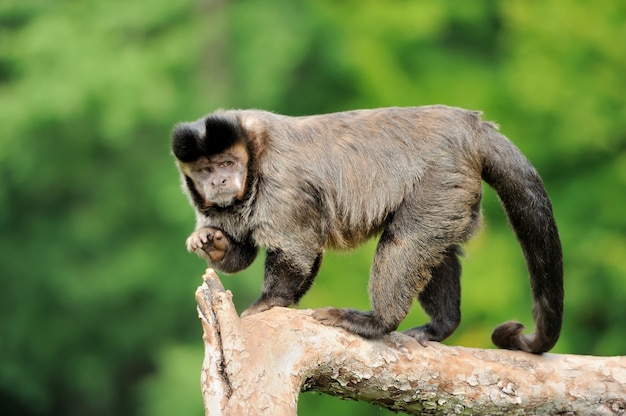 Macaco capuchinho