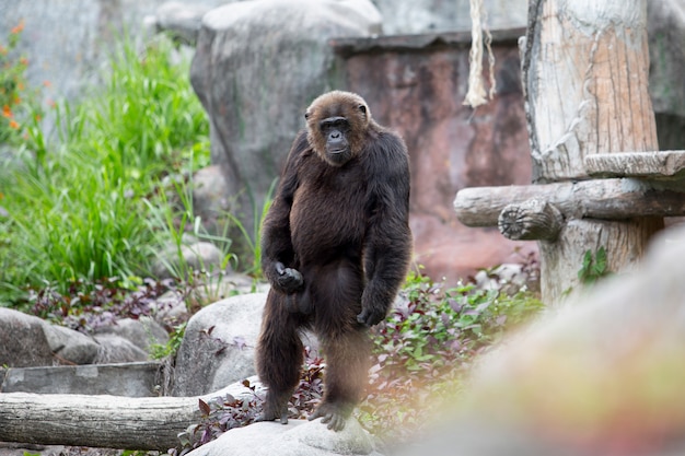 Macaco chimpanzé macaco chimpanzé