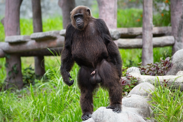 Macaco Chimpanzé No Ramo Do Perfil Foto de Stock - Imagem de endangered,  floresta: 183050238