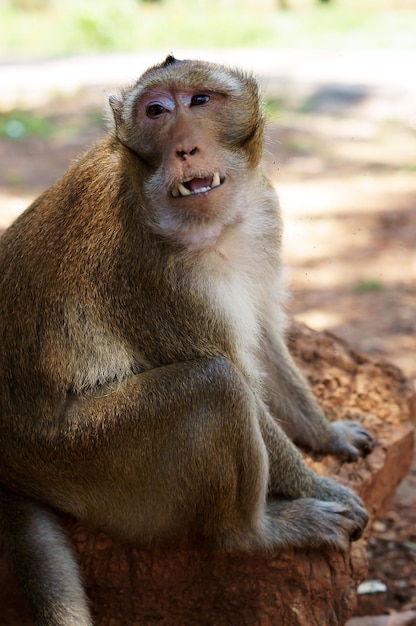 Macaco closeup de alta qualidade