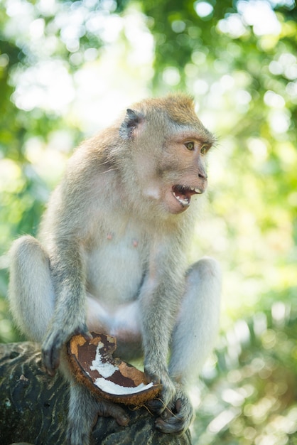 Foto macaco con coco