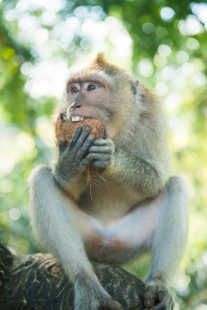 Foto macaco con coco