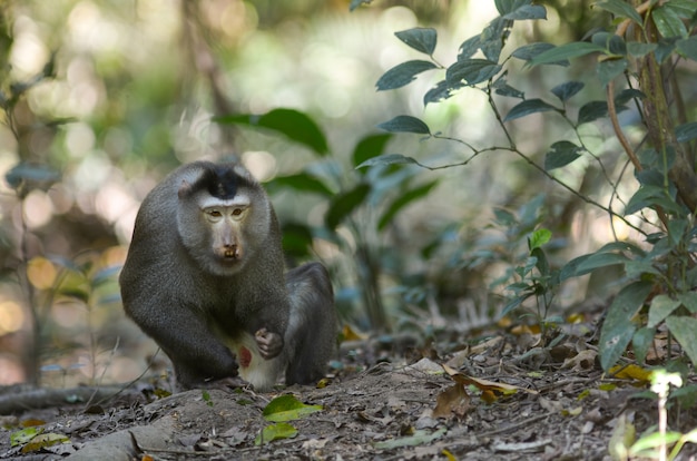 Macaco de cola de cerdo del sur