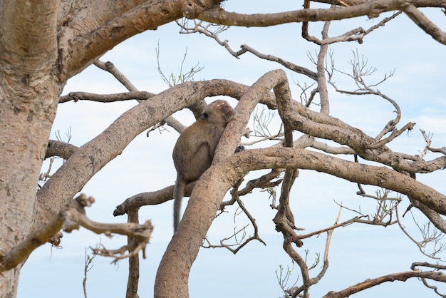 Macaco de cola larga, macaco cangrejero