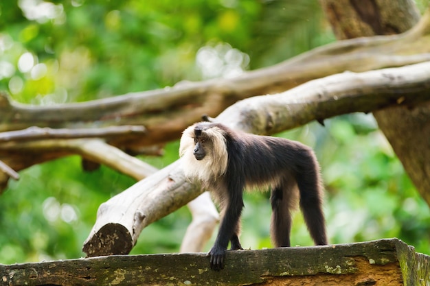 El macaco de cola de león (Macaca silenus), o el wanderoo. Parque natural con mono en el árbol.