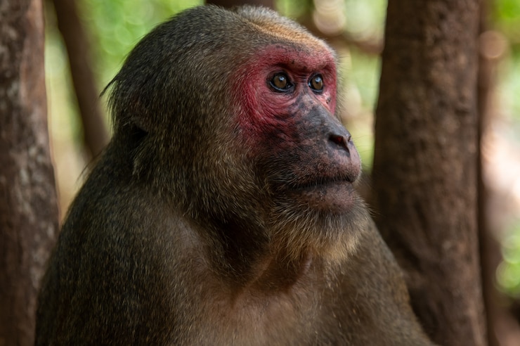 Foto macaco cola de tocón, macaco oso (macaca arctoides)
