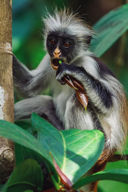 Macaco Colobus Kirk em Jozani Chwaka Bay Forest na ilha de Zanzibar