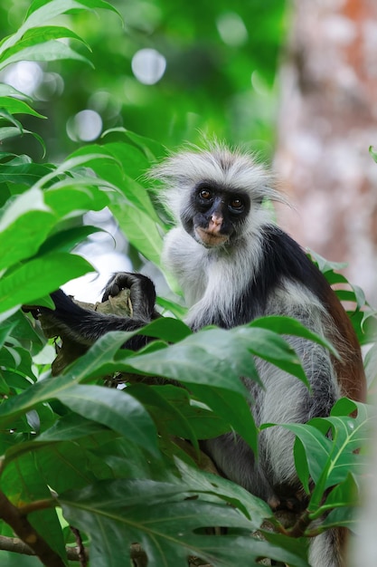 Macaco Colobus no Parque Nacional Jozani Chwaka Bay na ilha de Zanzibar