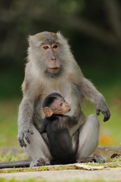 Macaco com bebê sentado na grama