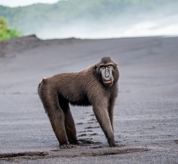 Macaco com crista de Celebes está de pé em uma praia de areia preta, Indonésia Sulawesi