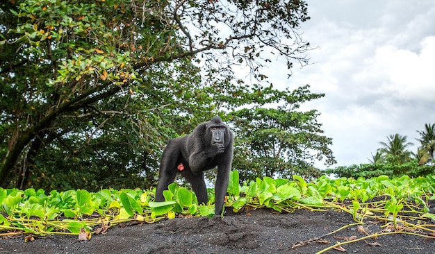 Macaco com crista de celebes está de pé na areia contra o pano de fundo da selva indonésia sulawesi