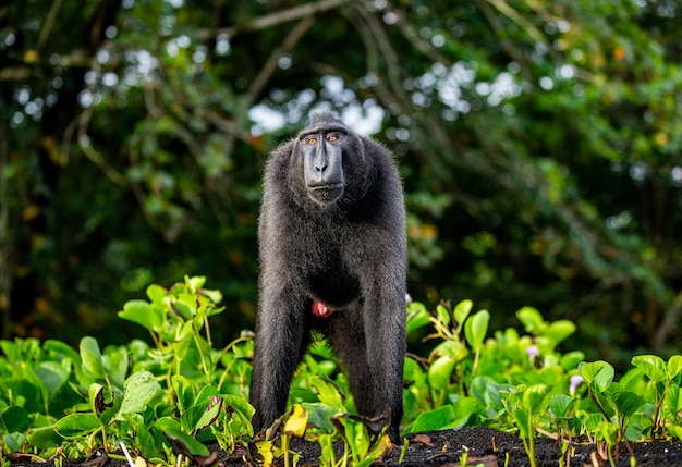 Macaco com crista de celebes está de pé na areia contra o pano de fundo da selva indonésia sulawesi