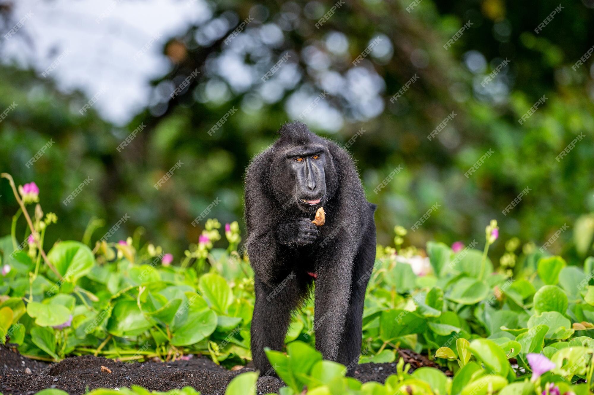 Muito macaco para pouco palmito - ((o))eco