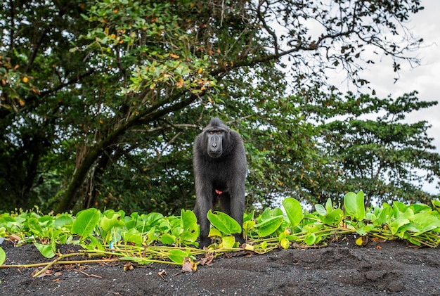 Macaco com crista de celebes está de pé na areia contra o pano de fundo da selva indonésia sulawesi