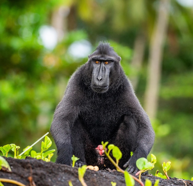 Macaco com crista de Celebes está sentado na areia contra o pano de fundo da selva Indonésia Sulawesi