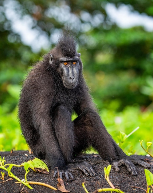 Macaco com crista de Celebes está sentado na areia contra o pano de fundo da selva Indonésia Sulawesi