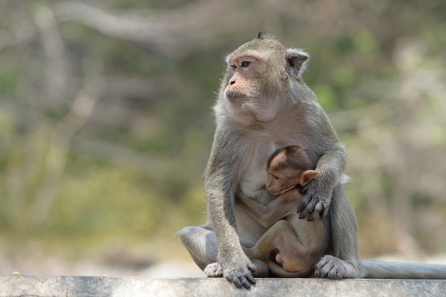 Macaco com família