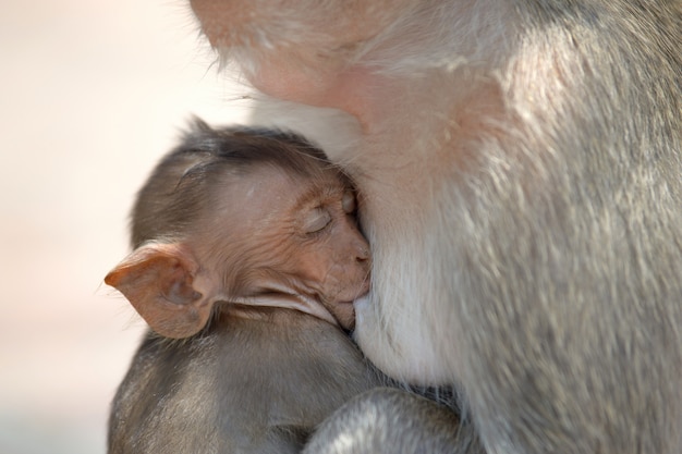 Foto macaco com família