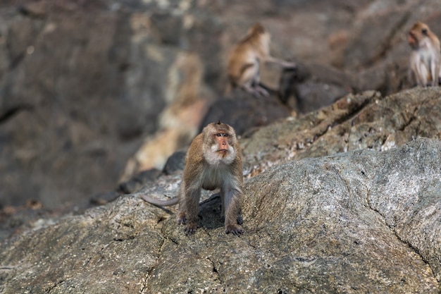 Macaco com gelo