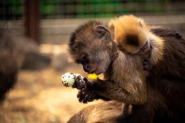 Macaco come um ovo