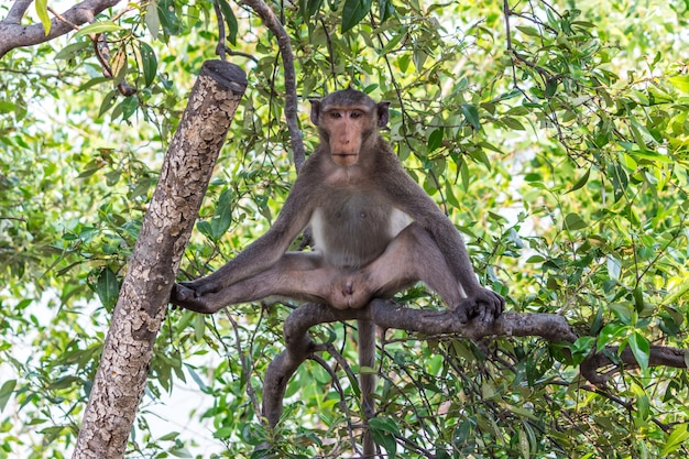 Foto macaco comedor de caranguejos