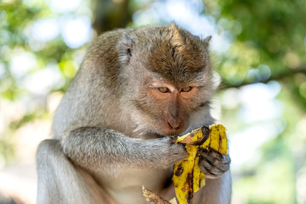 Macaco comendo banana. Família de macacos na floresta sagrada de macacos em Ubud, na ilha de Bali, na Indonésia. Fechar-se