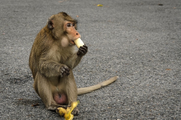 Macaco Sagui comendo banana Stock Photo