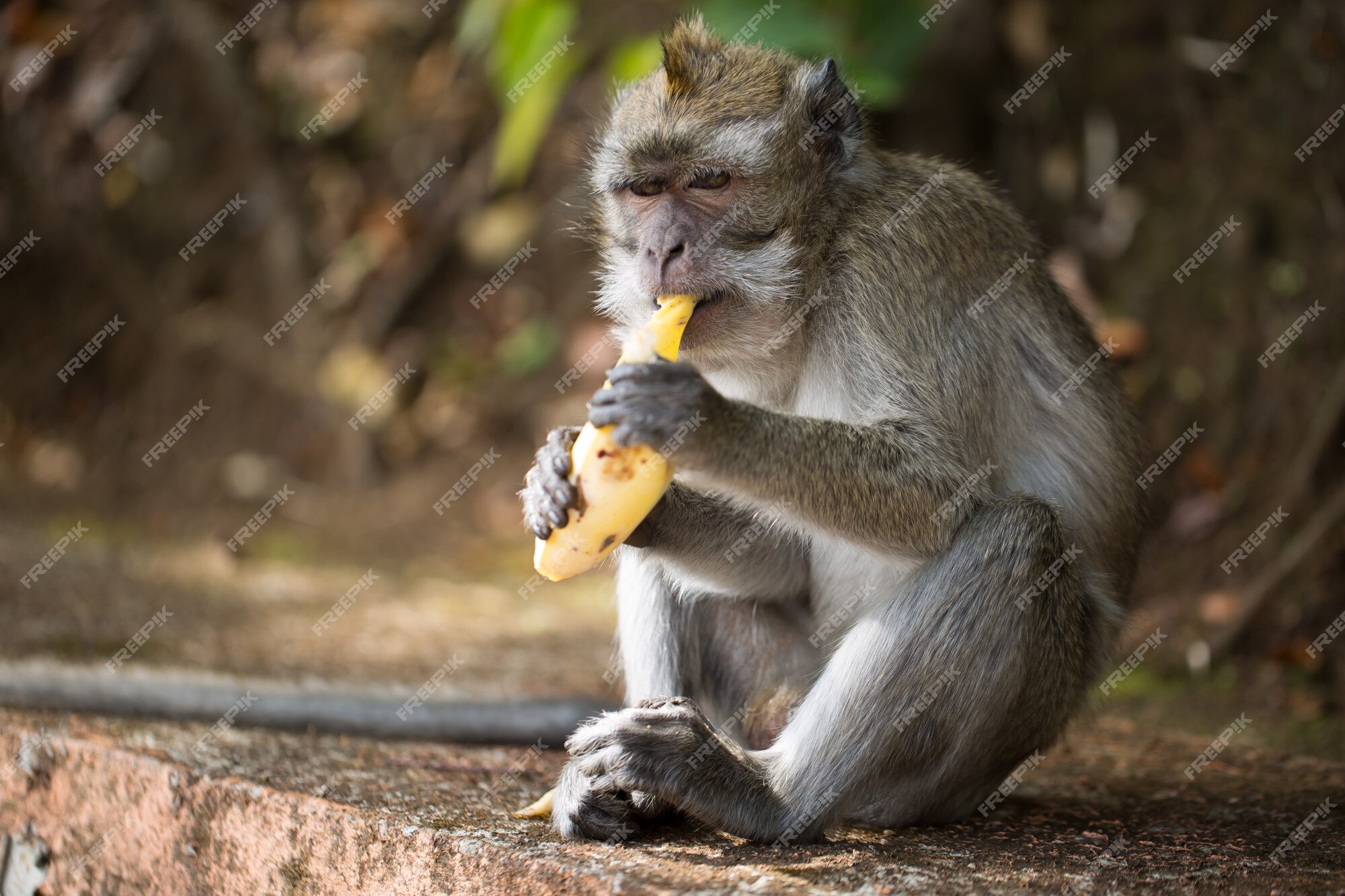 Macaco Sagui comendo banana Stock Photo