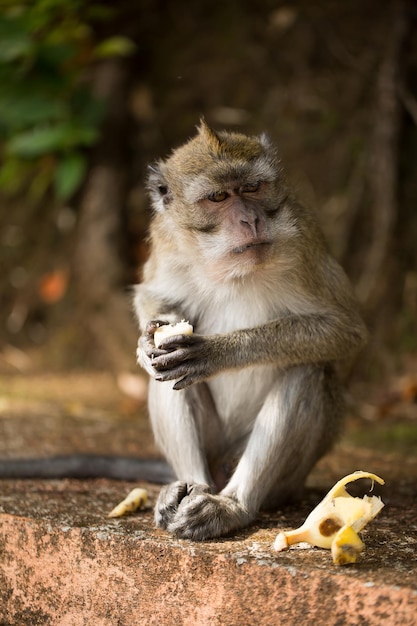 Macaco comendo banana