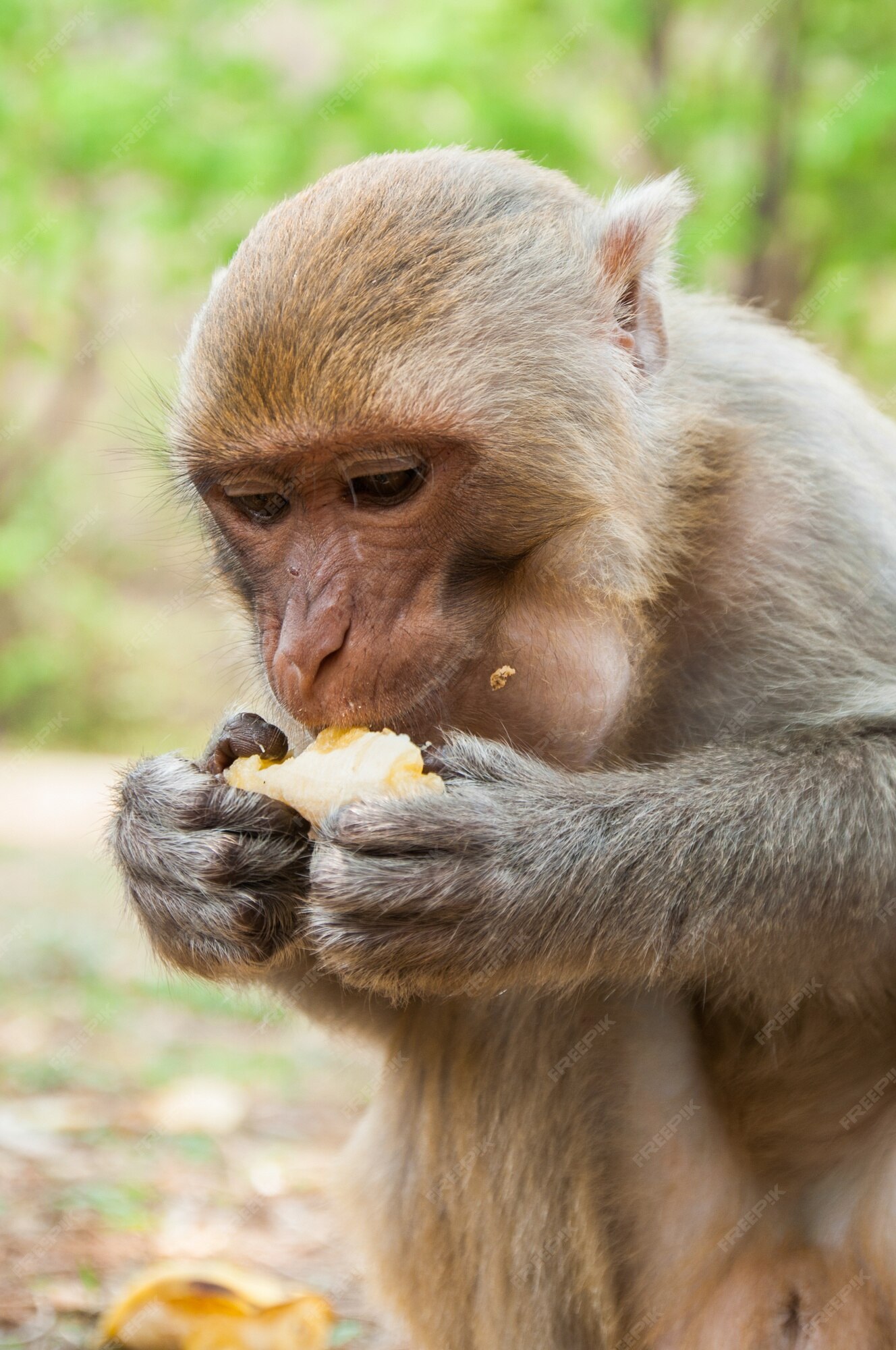 Macaco Sagui comendo banana Stock Photo