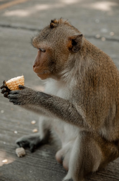 Macaco comendo em água.