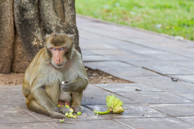 macaco comendo frutas e olhando ao redor