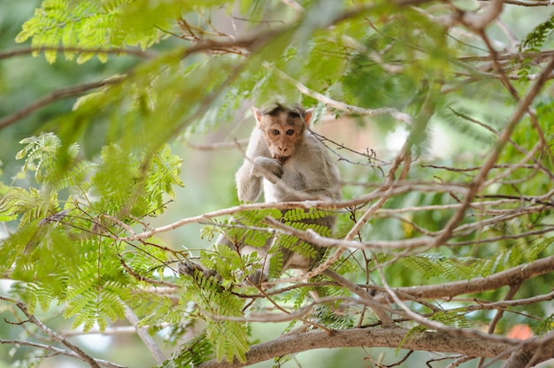 Macaco comendo senta-se na árvore