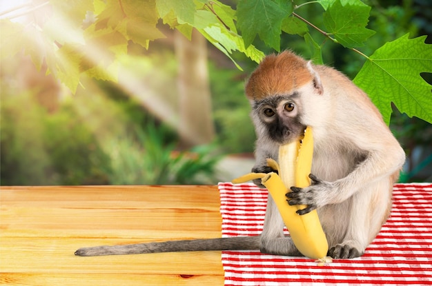 Macaco comendo uma banana