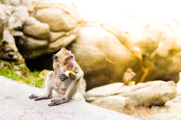 macaco comer comida tirada de um povo