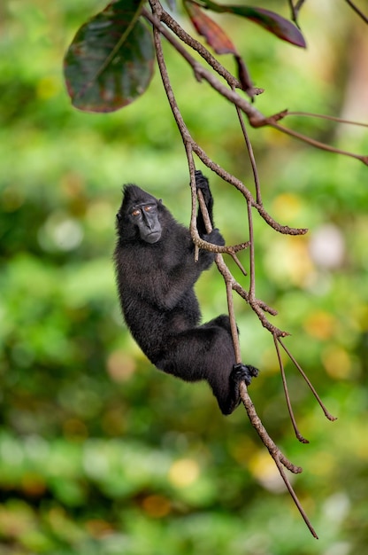 El macaco crestado de Célebes cuelga de la rama de un árbol Indonesia Sulawesi