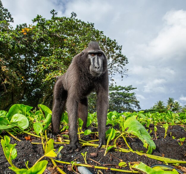 El macaco crestado de Célebes está parado en la arena contra el telón de fondo de la selva Indonesia Sulawesi