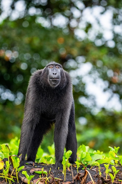 El macaco crestado de Célebes está parado en la arena contra el telón de fondo de la selva Indonesia Sulawesi