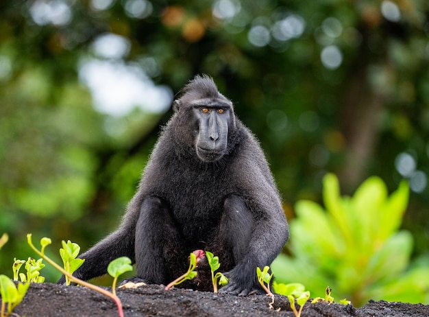 El macaco crestado de Célebes está sentado en la arena contra el telón de fondo de la selva Indonesia Sulawesi