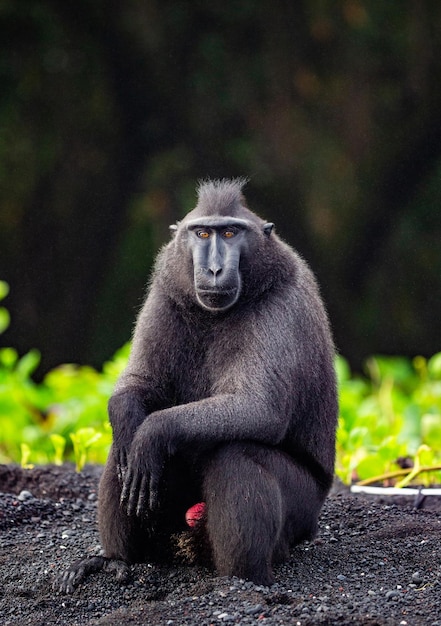 El macaco crestado de Célebes está sentado en la arena contra el telón de fondo de la selva Indonesia Sulawesi