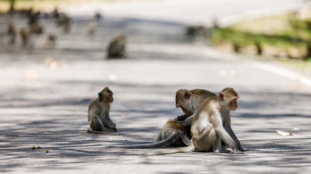 macaco da família